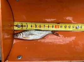 Podoustev půl-roč. (1).jpeg